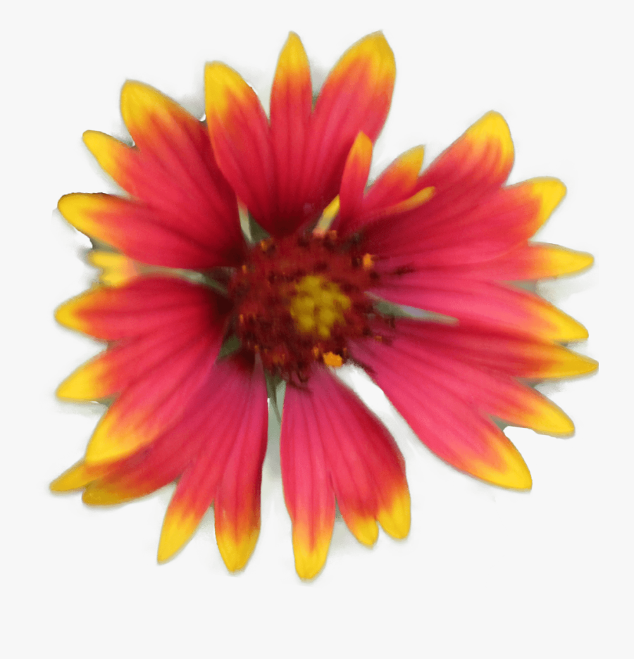 Summer Time - Indian Blanket, Transparent Clipart