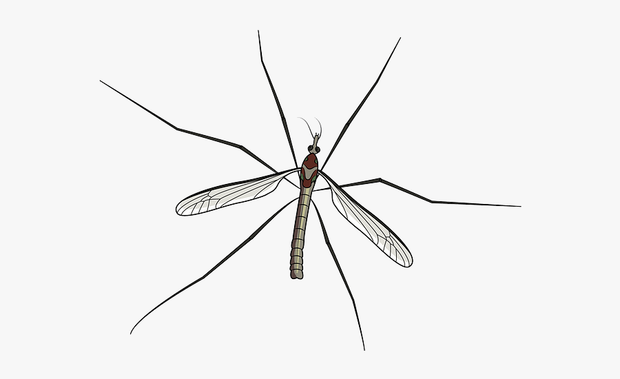 Net-winged Insects, Transparent Clipart