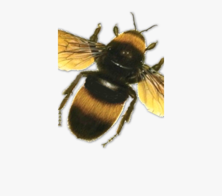 Bumble Bee - Transparent Background Transparent Bee, Transparent Clipart