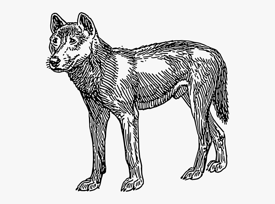 Early Dogs In The Americas, Transparent Clipart