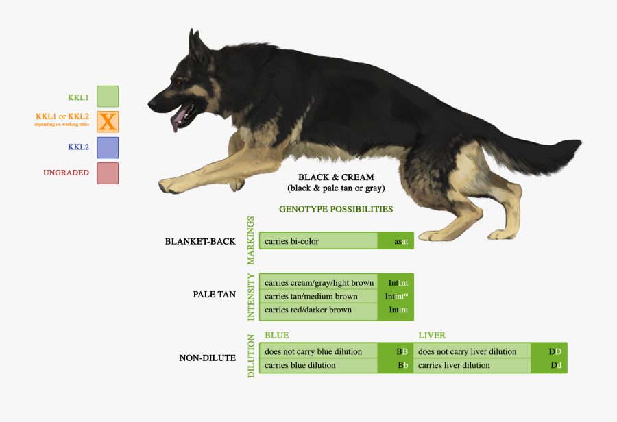 Transparent German Shepherd Head Clipart - Shiloh Shepherd Husky Mix, Transparent Clipart