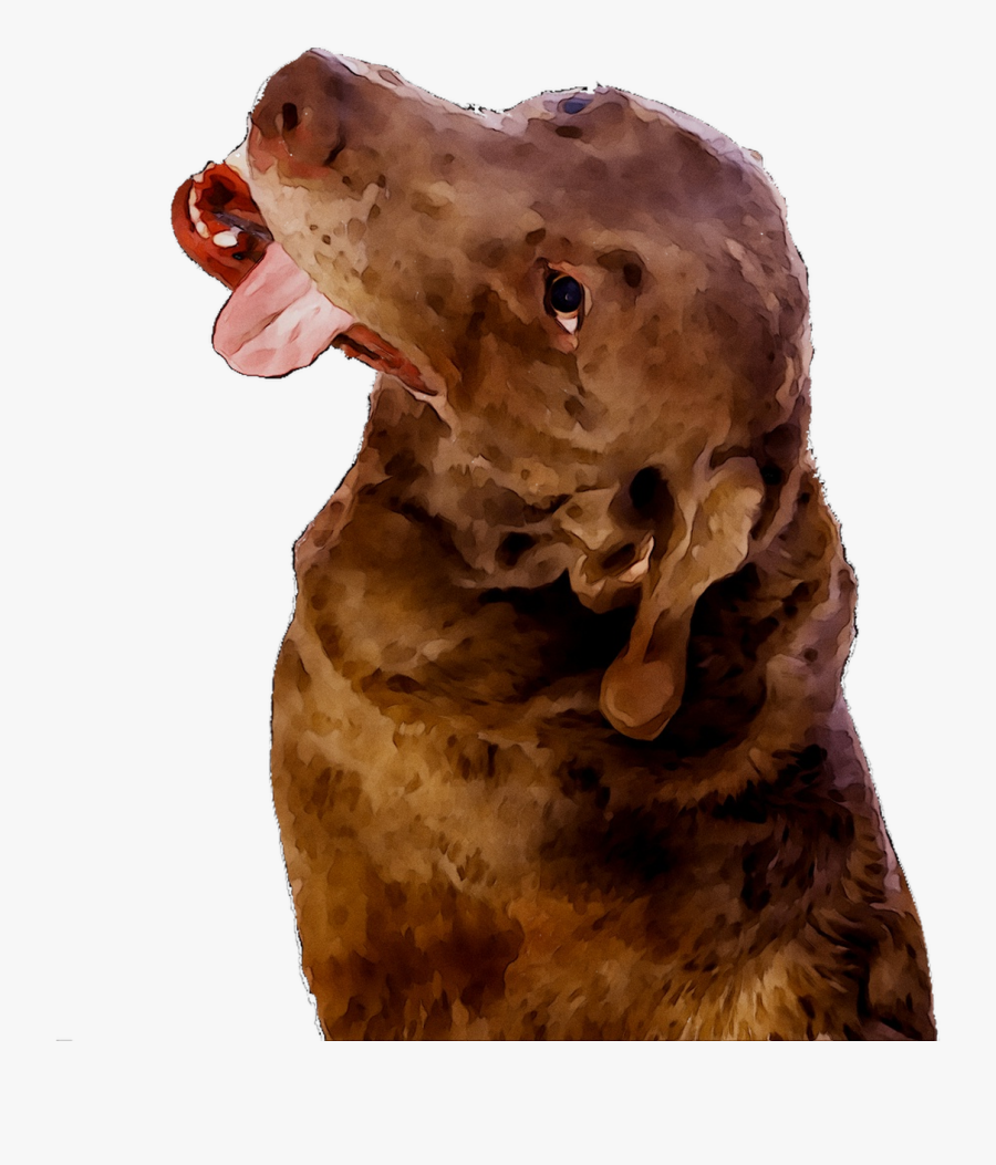 Boykin Chesapeake Breed Dog Bay Spaniel Retriever Clipart - Dog Yawns, Transparent Clipart