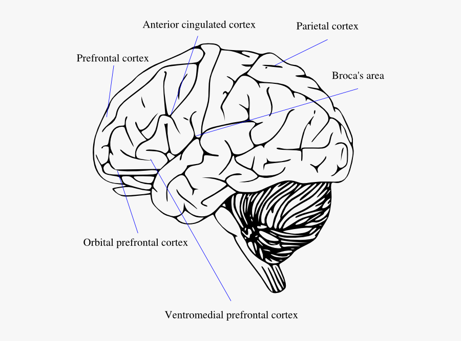 Transparent Background Brain Clipart, Transparent Clipart