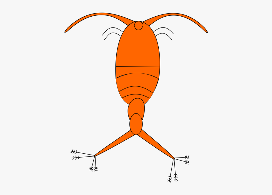 Clip Art Phytoplankton Clip Art - Plankton Png, Transparent Clipart