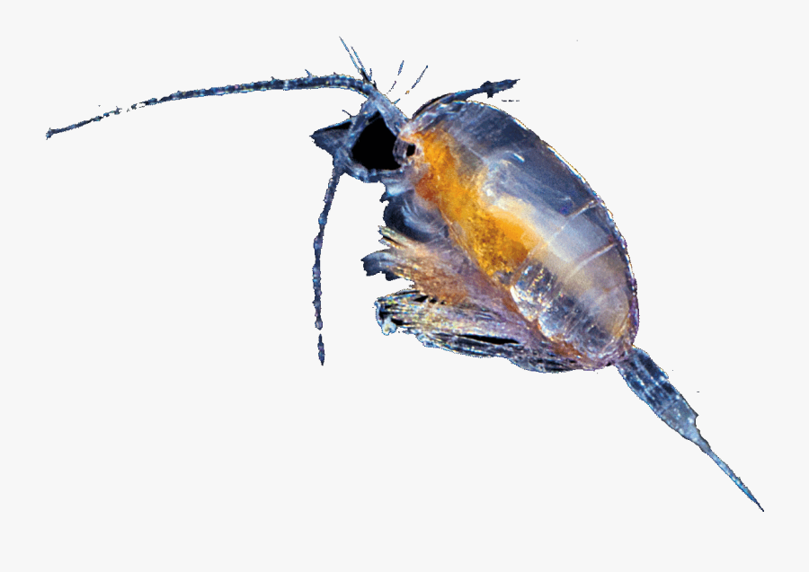 Every Other Breath - Beetle, Transparent Clipart