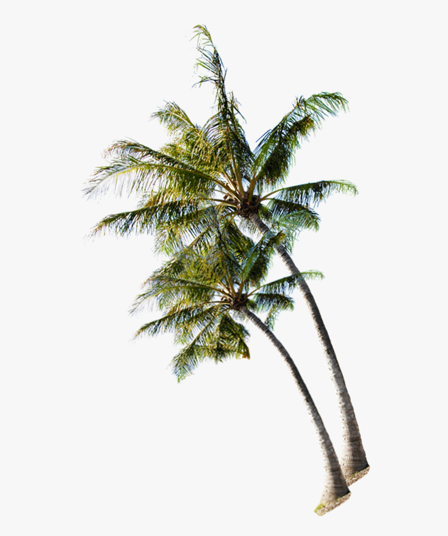 Summer Coconut On Tree The Beach Clipart - Coconut Tree Beach Png, Transparent Clipart