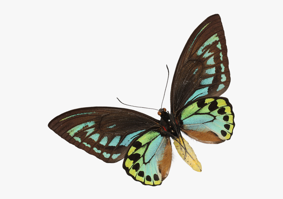 Invertebrate Animals, Transparent Clipart