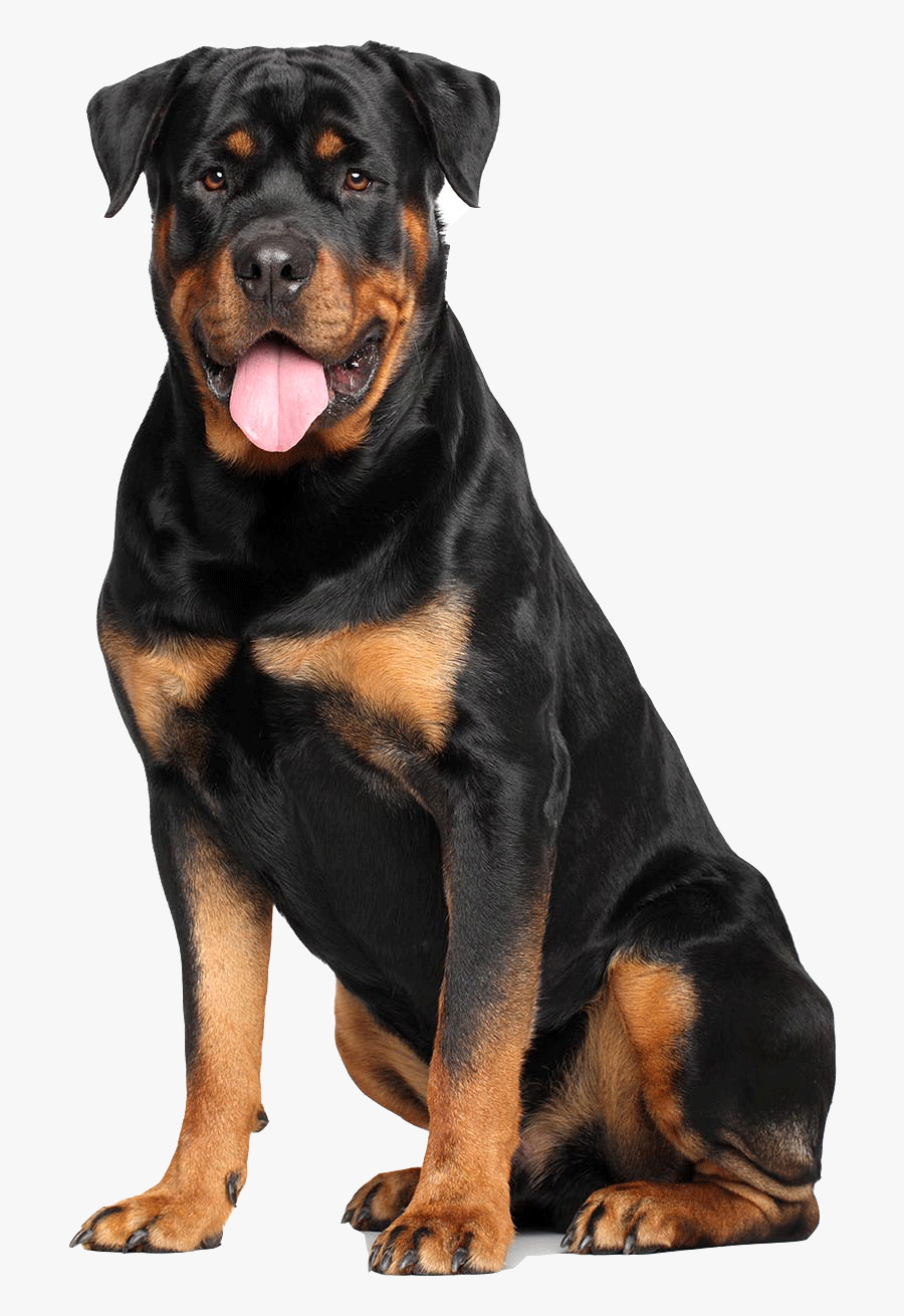 Clip Art Rottweilers Dogs Pictures - Rottweiler White Background, Transparent Clipart