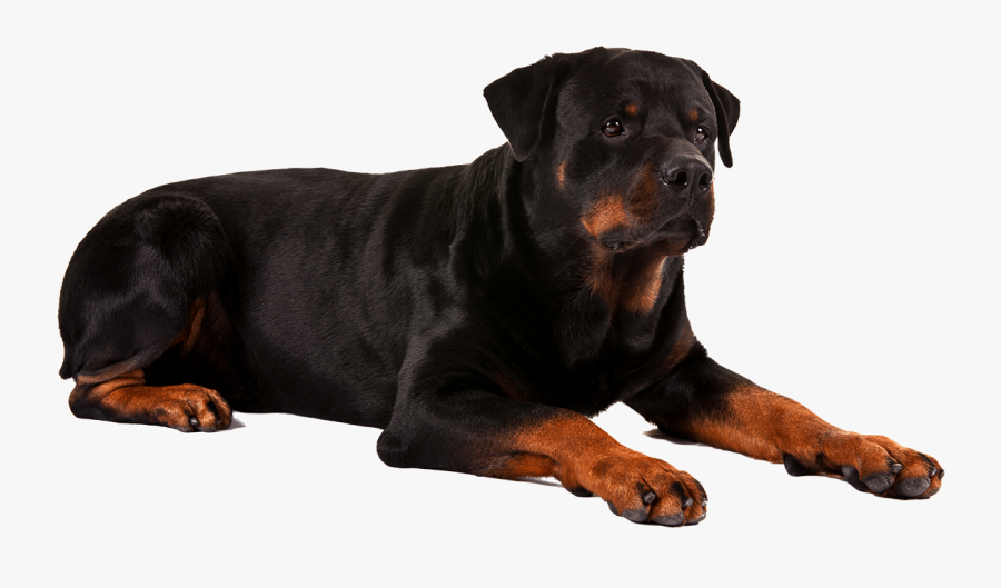 corgi rottweiler