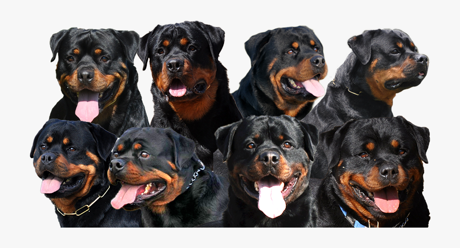 Clip Art Rottweiler Puppy Breeder Craffenheim - Rottweiler Puppies For Sale Midrand, Transparent Clipart