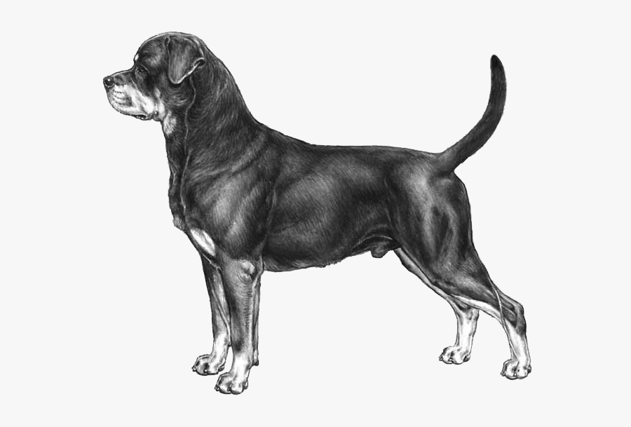 Rottweiler, Transparent Clipart