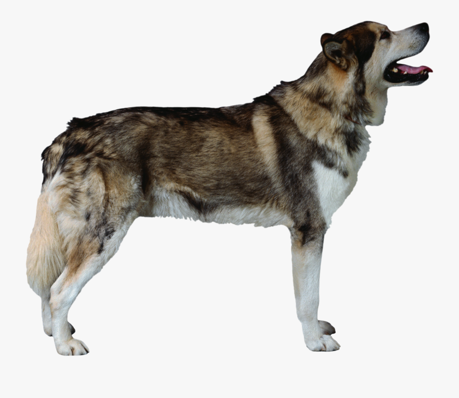 Dog Png - Periodontal, Transparent Clipart