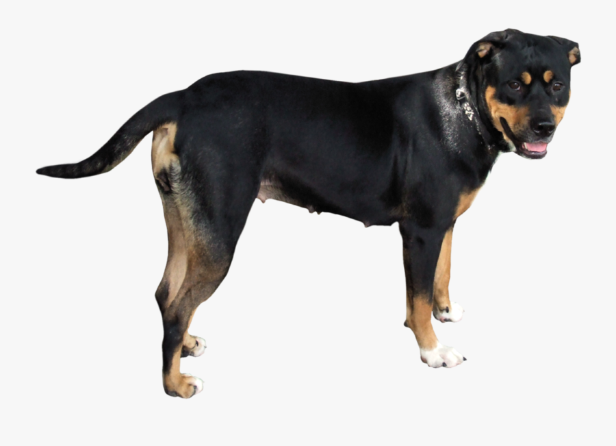 2 2 Dog Png - Dog Png, Transparent Clipart
