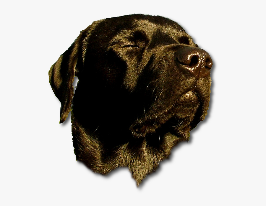 Dog Head Png - Let Us Pray Meme, Transparent Clipart