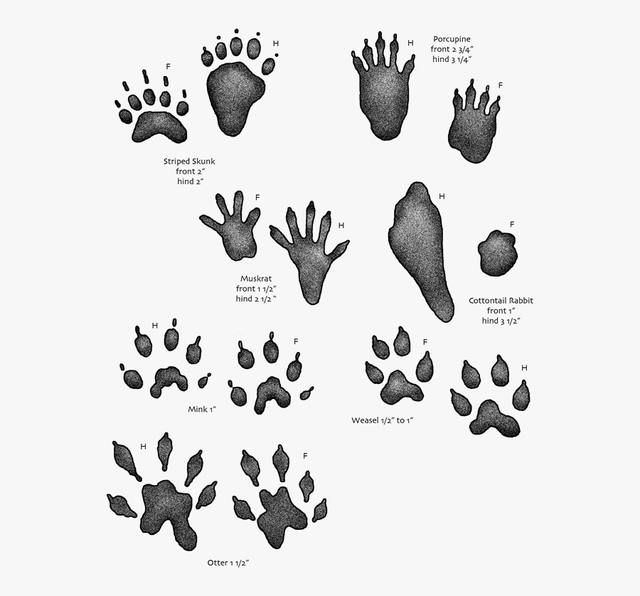 Mud Clipart Muddy Footprint - Water Animal Footprints, Transparent Clipart