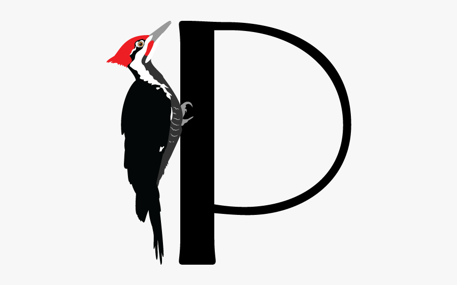 Hummingbird Clipart Xantus - Ivory-billed Woodpecker, Transparent Clipart