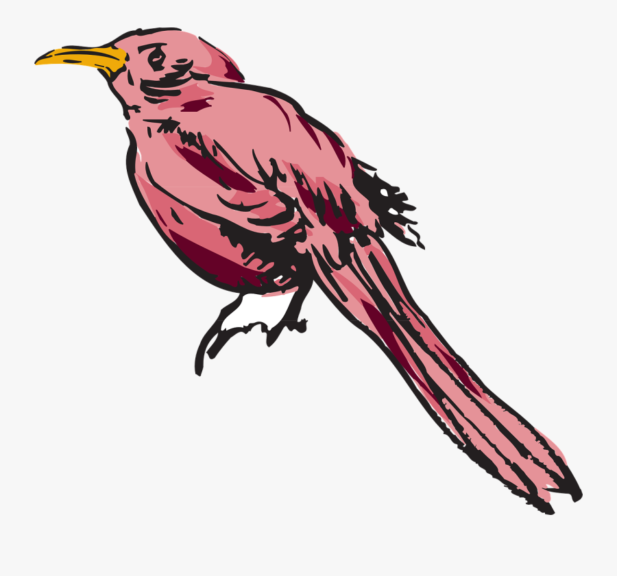Woodpecker - Feather, Transparent Clipart