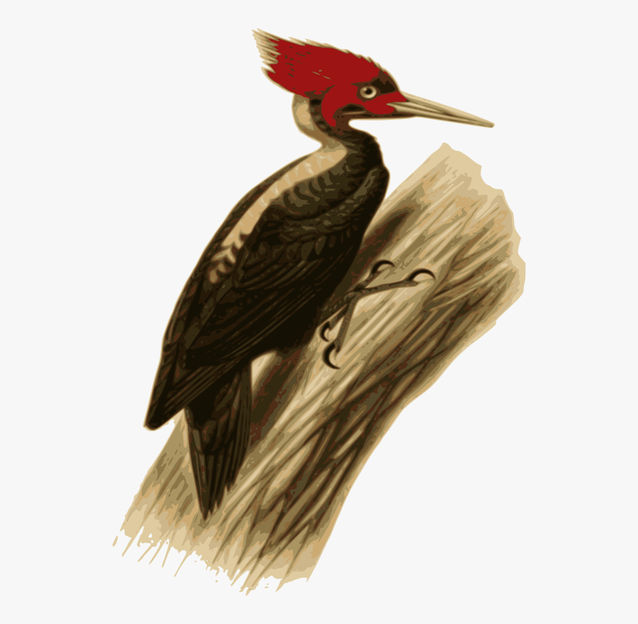 Woodpecker - Carpintero Lomo Blanco Dibujo, Transparent Clipart