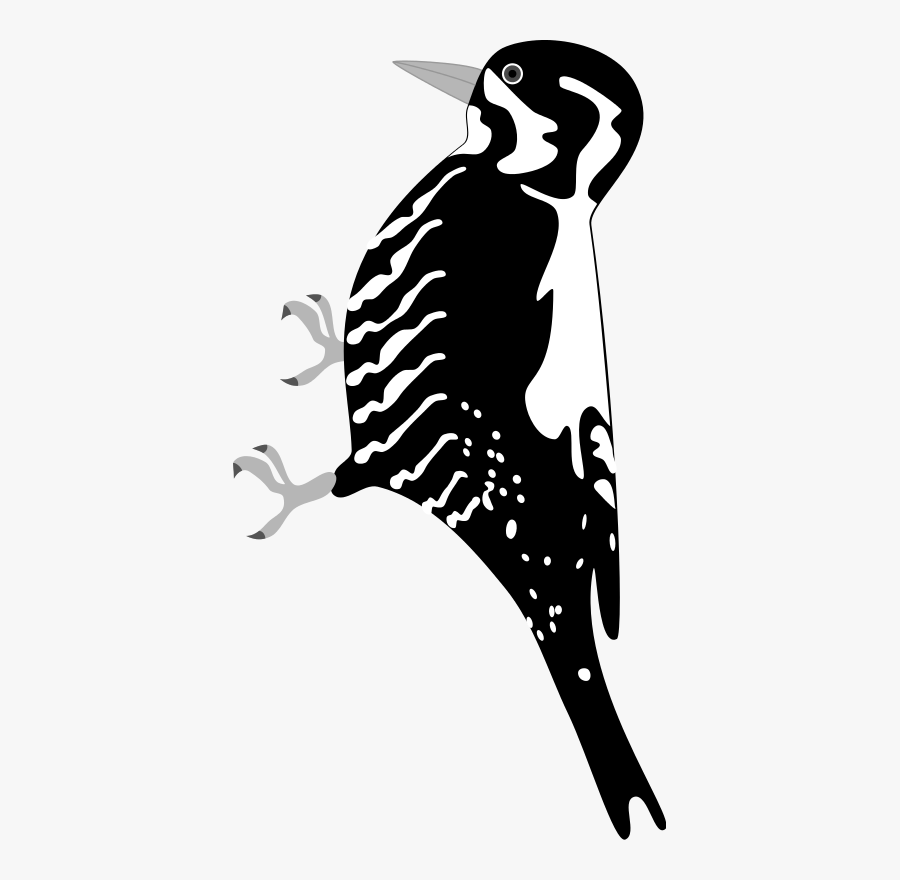 Three-toed Woodpecker - Specht Clipart Png, Transparent Clipart