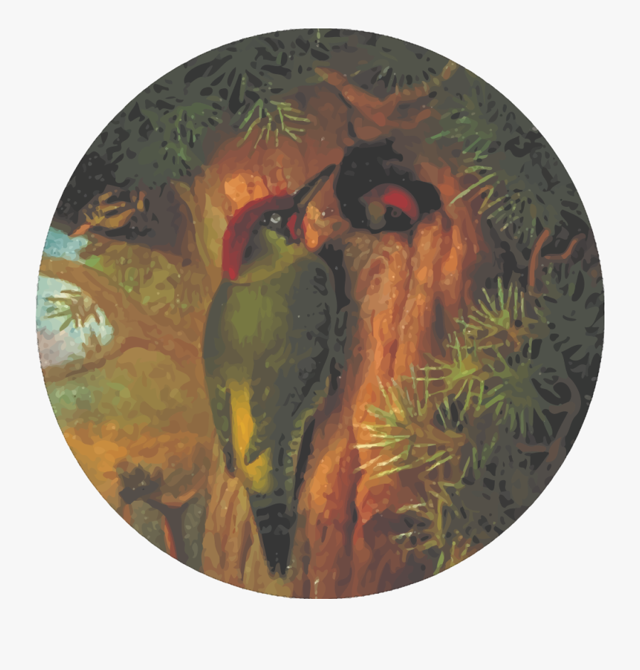 Fauna,beak,woodpecker - Woodpecker, Transparent Clipart