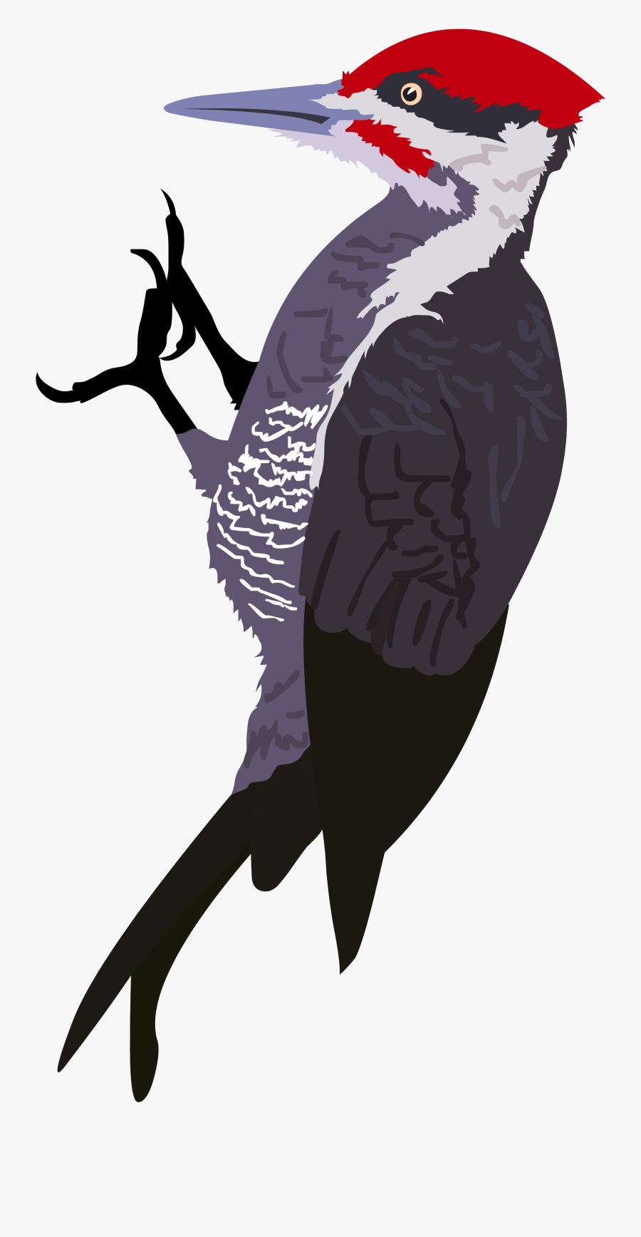 Woodpecker,red Headed Woodpecker,ivory-billed Woodpecker,illustration - Transparent Woodpecker Png, Transparent Clipart