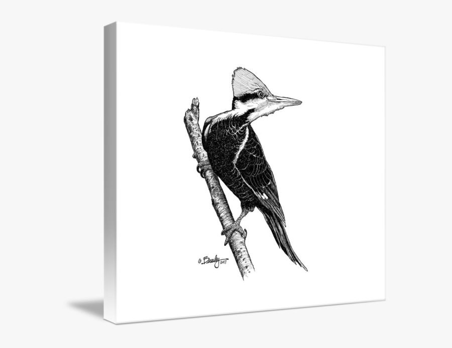 Pileated Woodpecker Coloring Page - Pileated Woodpecker Ink Art, Transparent Clipart