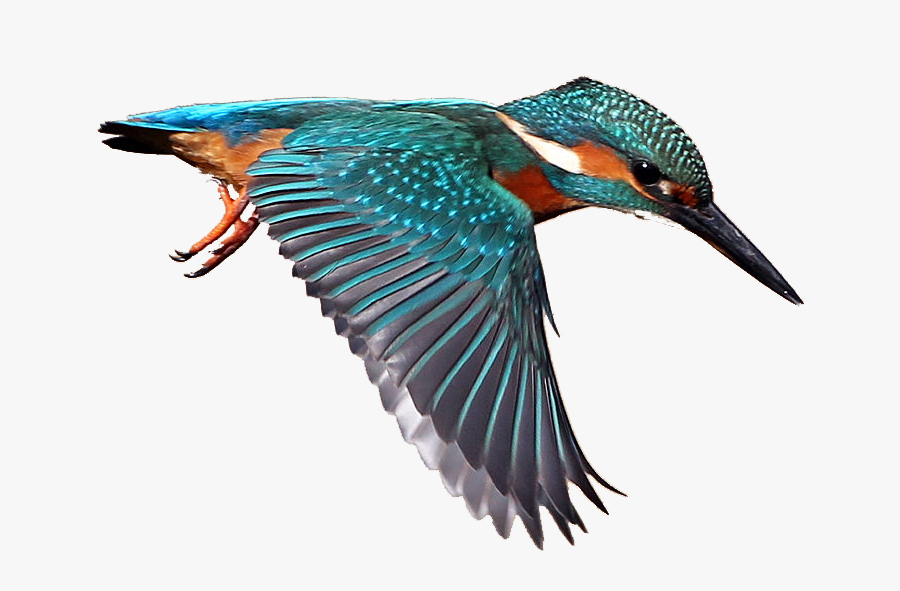 King Fisher Bird Drawing, Transparent Clipart