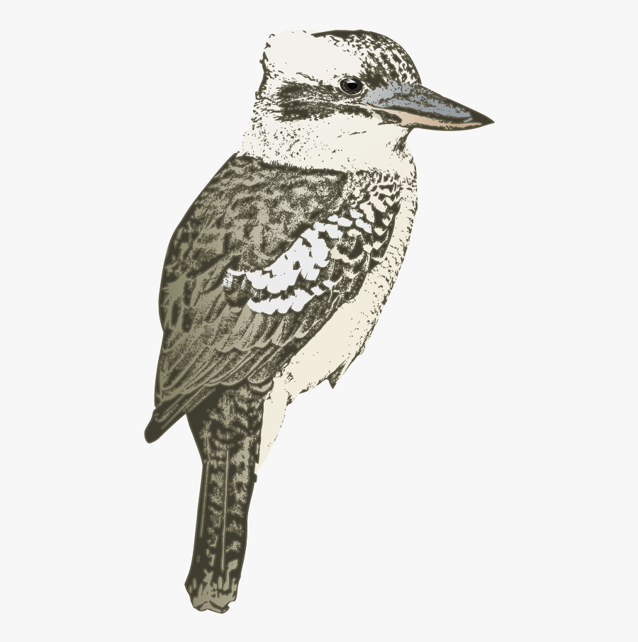 Cute Kookaburra No Background, Transparent Clipart