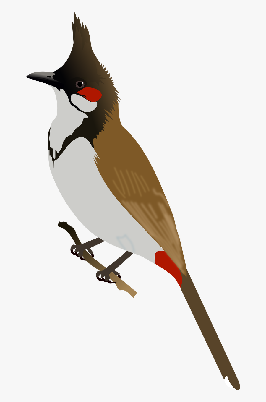 Bulbul Clipart Bird - Red Whiskered Bulbul Logo, Transparent Clipart