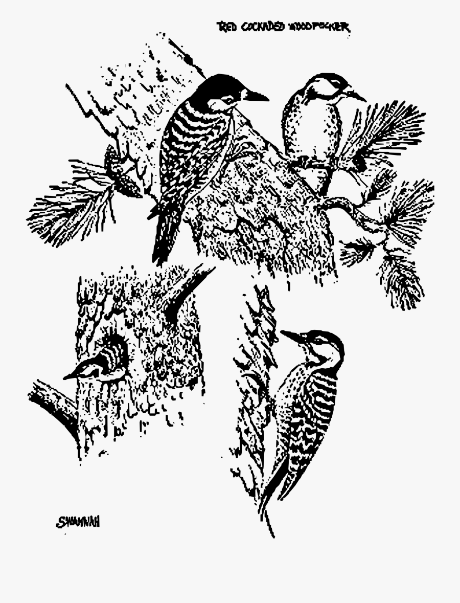 Red Cockaded Woodpeckers Clip Arts - Red Cockaded Woodpecker, Transparent Clipart