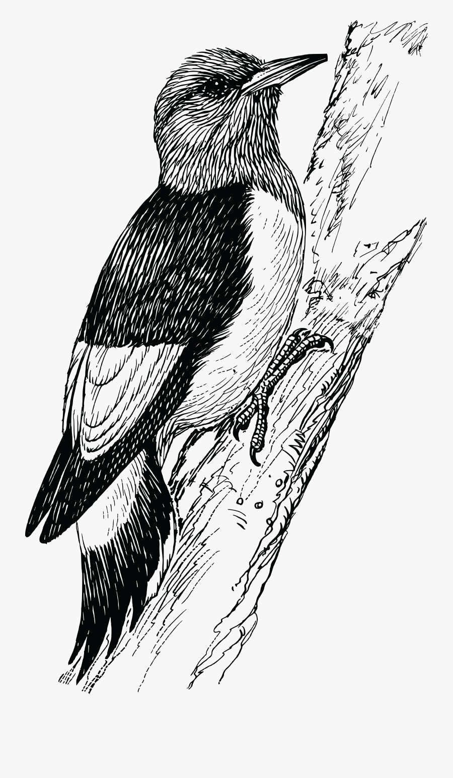 Quail Clipart Koyal - Woodpecker Clipart Transparent, Transparent Clipart