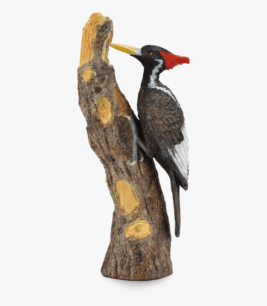 Ivory Billed Woodpecker Png, Transparent Clipart