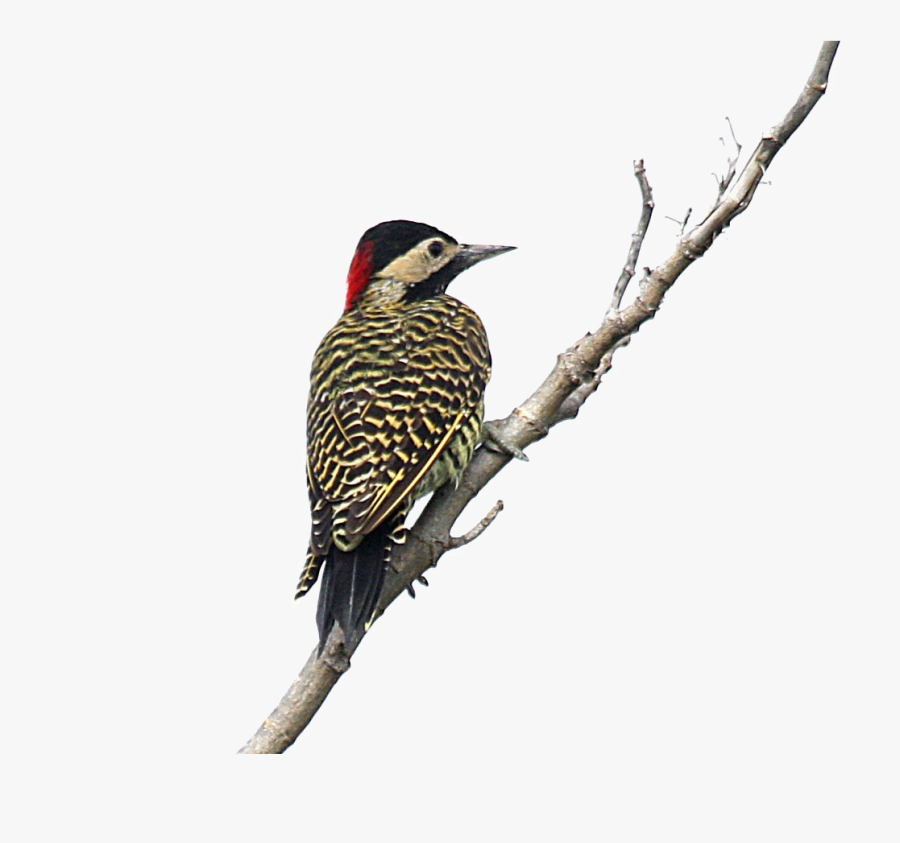 Woodpecker Png - Woodpeckers Png, Transparent Clipart