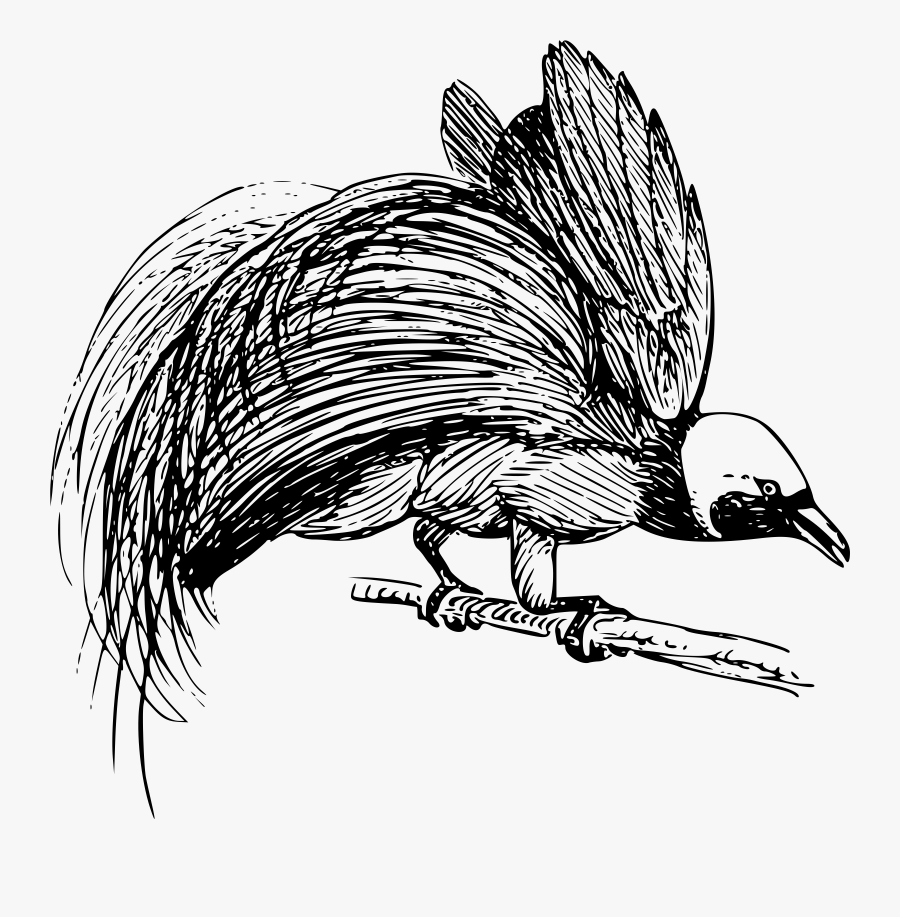 Transparent Woodpecker Clipart Black And White - Png Bird Of Paradise, Transparent Clipart