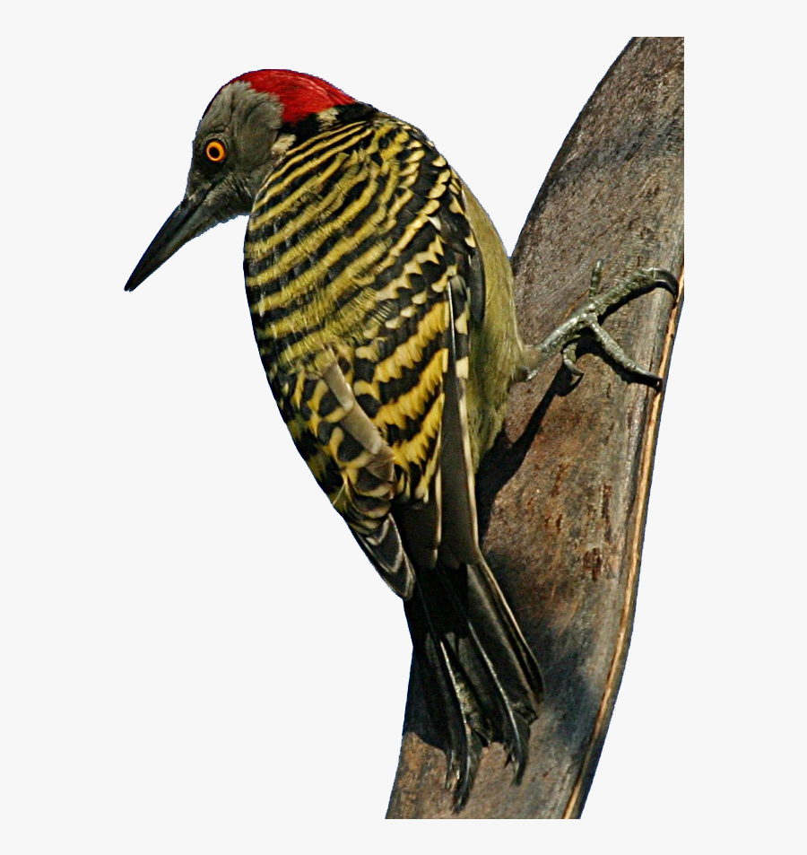 Hispaniolan Woodpecker, Transparent Clipart