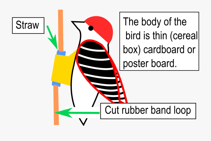 Transparent Woodpecker Png, Transparent Clipart