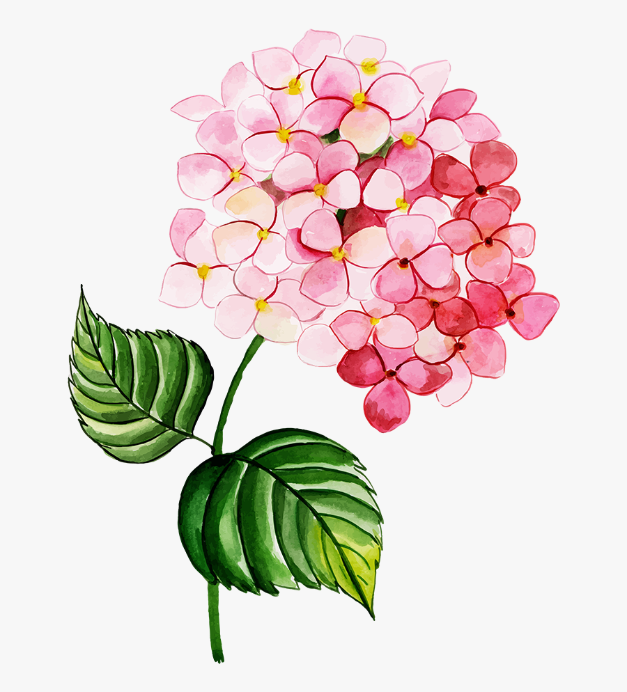 Flowering Dogwood, Transparent Clipart