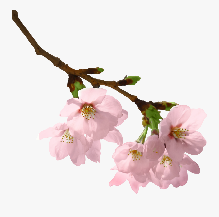 Flowers Branch Png - Flowers On Branch Png, Transparent Clipart