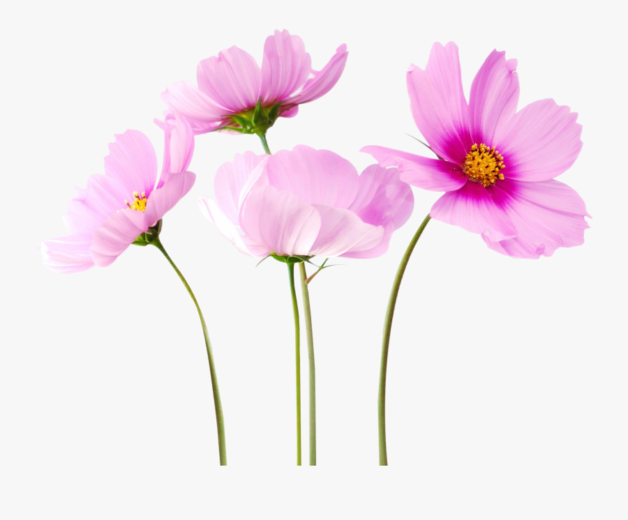 Real Flower Png Hd, Transparent Clipart