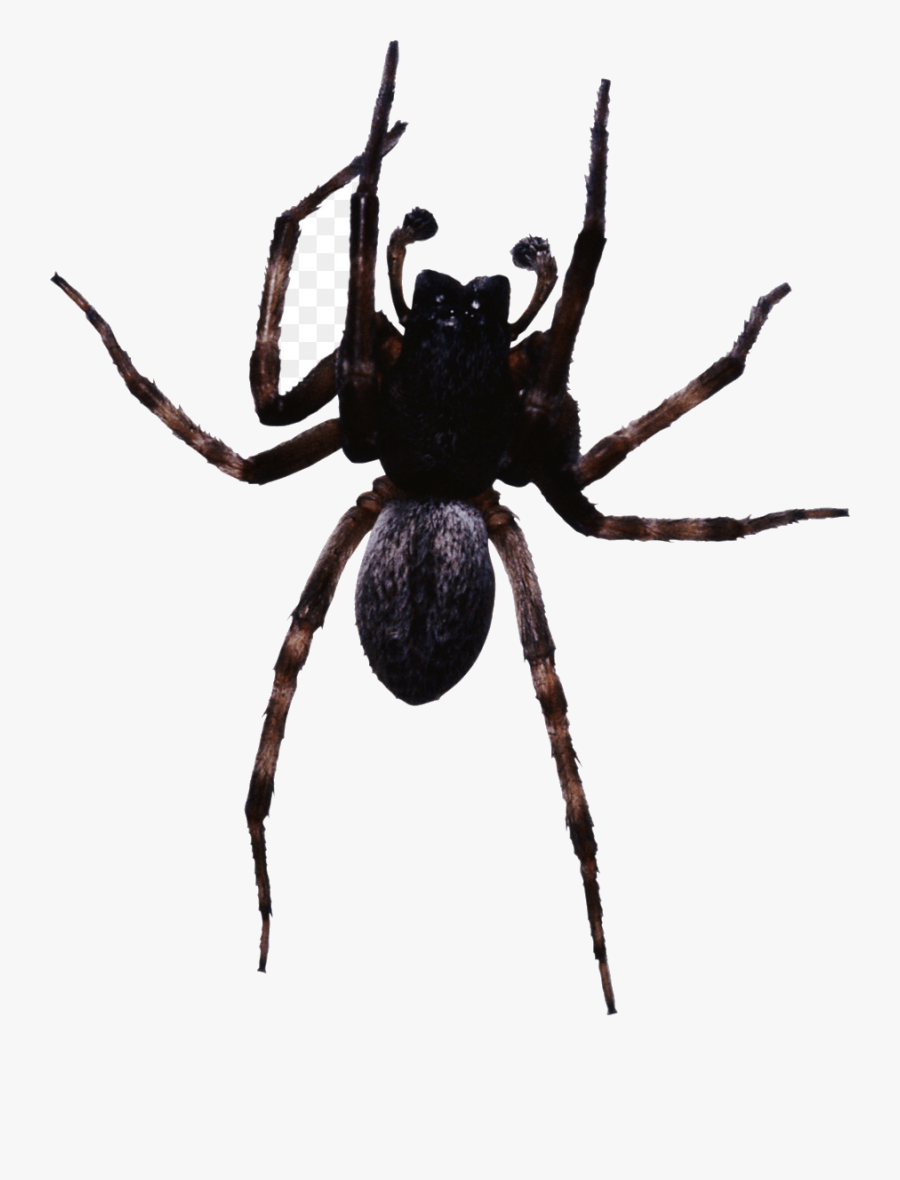 Spider Clipart Diagram Free On Transparent Png - Spider Transparent, Transparent Clipart