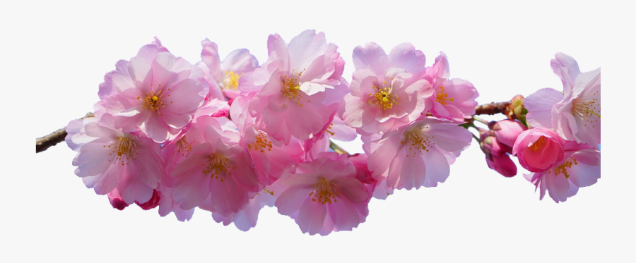 Transparent Cherry Blossom Png - Pink Blossom Flowers Transparent, Transparent Clipart
