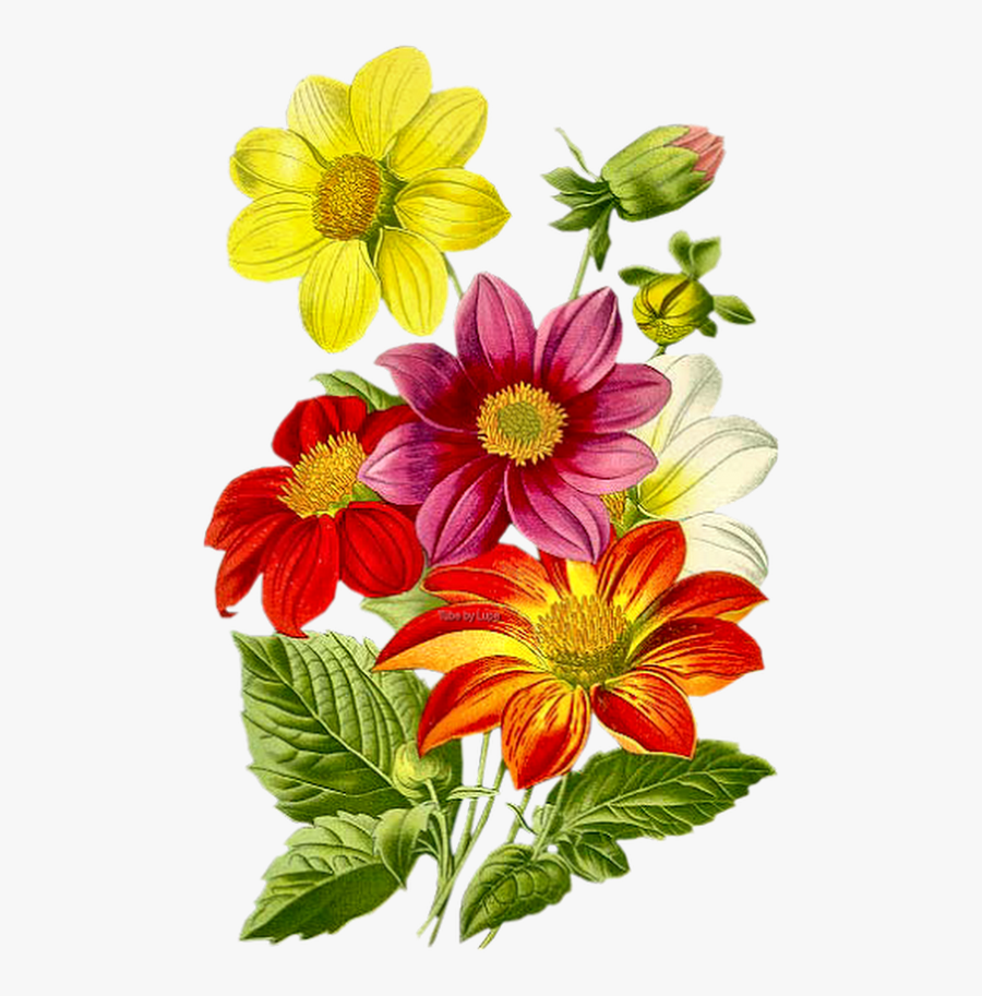 Drawing Templates, Flower Wallpaper, Watercolor Flowers, - Dahlia Flowers Botanical Illustration, Transparent Clipart