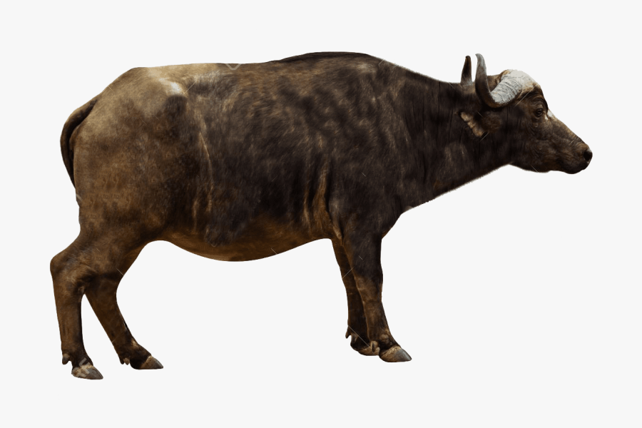 Ox Animal Transparent - African Buffalo Side View, Transparent Clipart