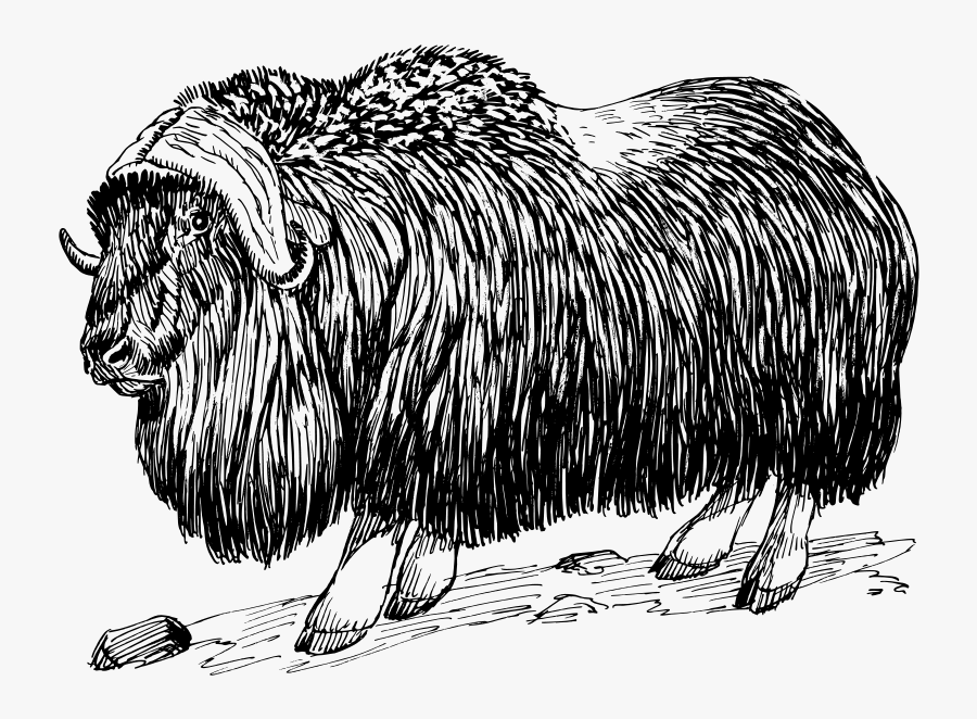 Free Vector Musk Ox - Musk Ox Black And White, Transparent Clipart