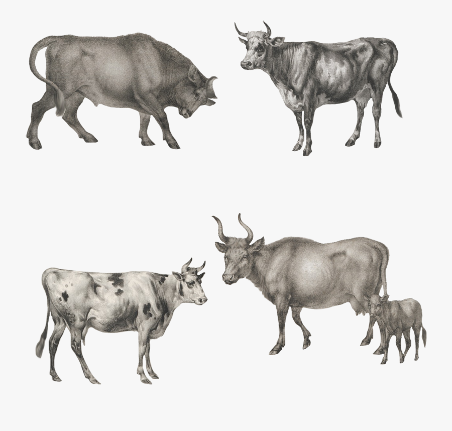 Ox Animal Png - Bull, Transparent Clipart