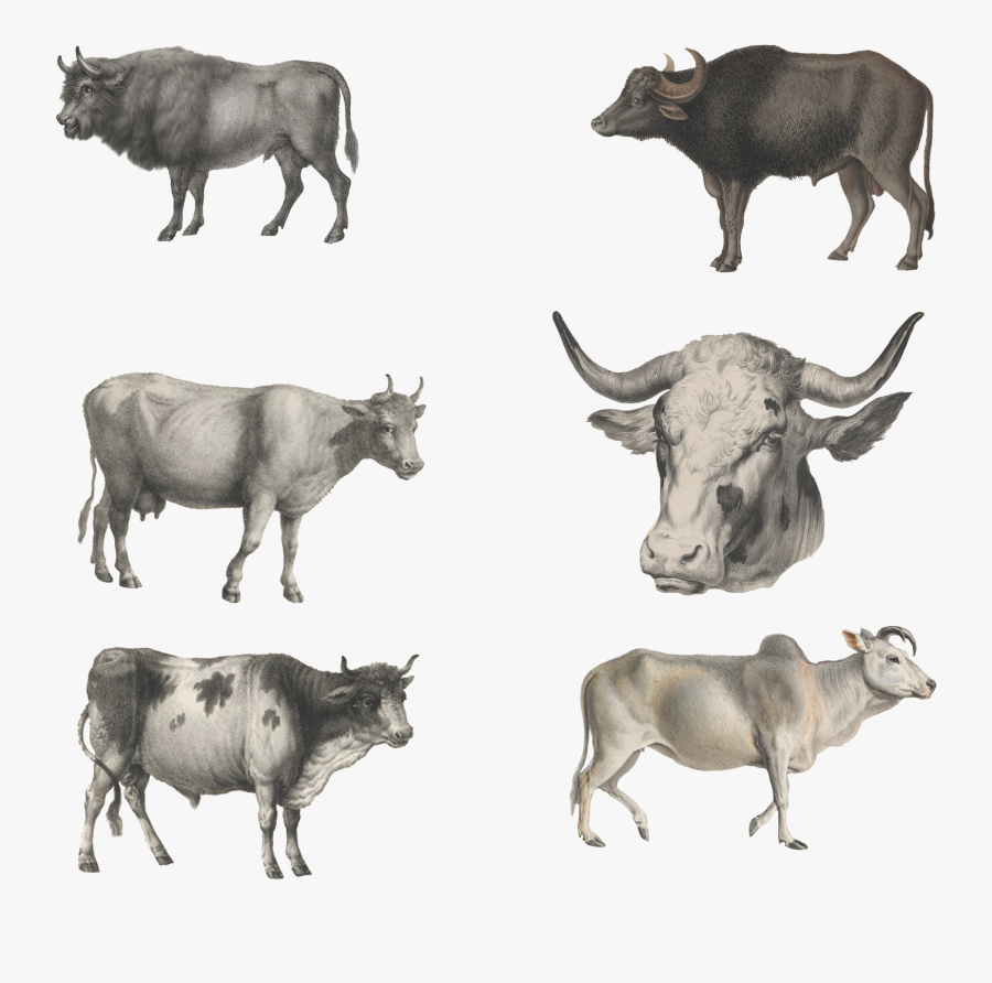 Ox Animal - Dairy Cow, Transparent Clipart