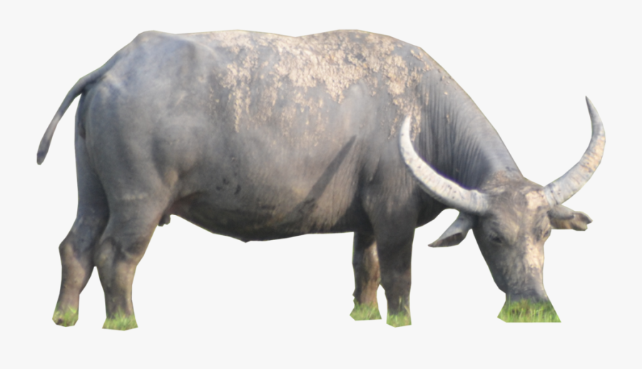Ox Animal Png Hd Image - Water Buffalo Png, Transparent Clipart