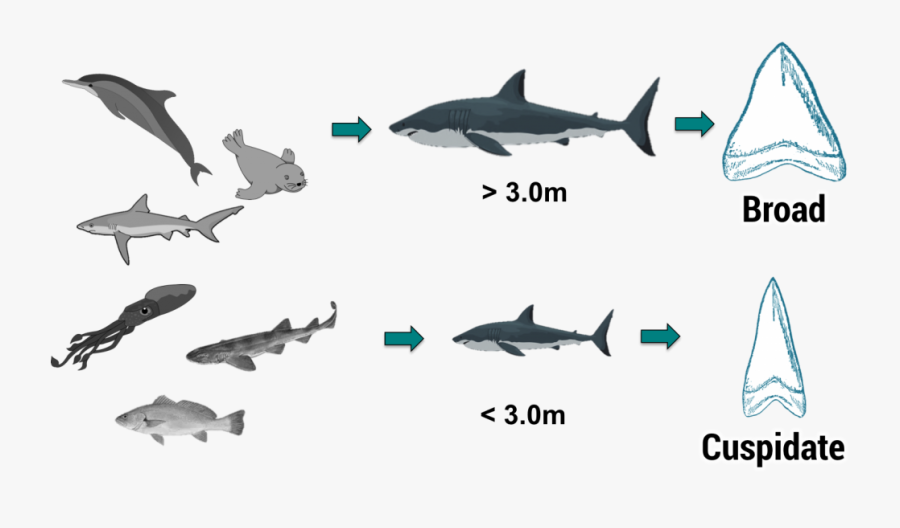 Download Accepted White Shark Food Chain And Concurrent - Great White Shark Food Chain, Transparent Clipart
