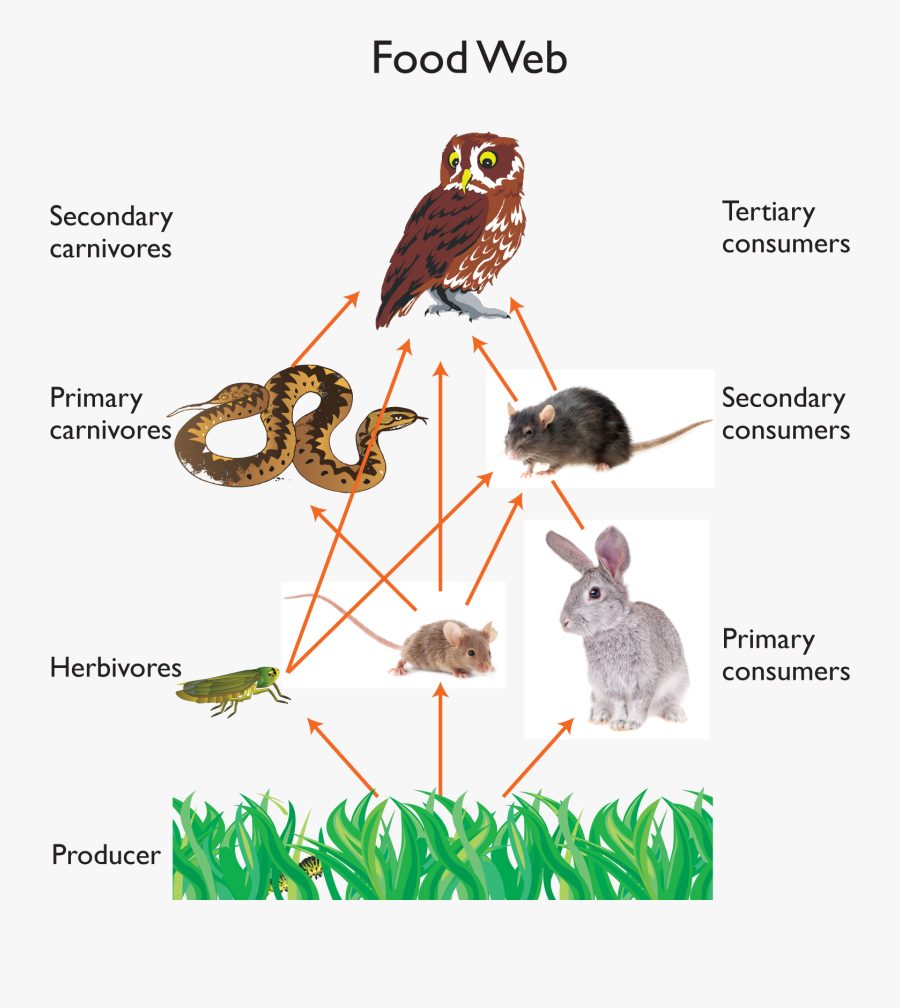 Clip Art Great Horned Chain - Owl Food Web, Transparent Clipart