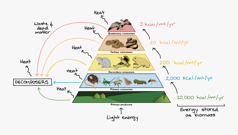 Energy In The Food Chain, Transparent Clipart